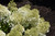 Hydrangea paniculata Bobo 169294
