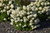 Hydrangea paniculata Bobo 169294