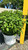  Hydrangea paniculata Bobo 169294 