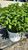  Hydrangea paniculata Bobo 169294 