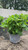Hydrangea macrophylla Endless Summer 169298