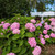  Hydrangea macrophylla E.S.Endless Summer 169298 