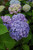 Hydrangea macrophylla E.S.Endless Summer Dreamcloud 333209