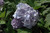 Hydrangea macrophylla Penny Mac 169314