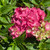 Hydrangea macrophylla Pink Elf 169318