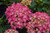 Hydrangea macrophylla Pink Elf 169318