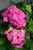 Hydrangea macrophylla Pink Elf 169318