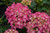  Hydrangea macrophylla Pink Elf 169318 