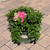  Hydrangea macrophylla Pink Elf 169318 