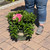  Hydrangea macrophylla Pink Elf 169318 