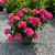  Hydrangea macrophylla Pink Elf 169318 
