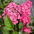  Hydrangea macrophylla Pink Elf 169318 