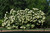 Hydrangea paniculata Limelight 169332