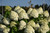 Hydrangea paniculata Limelight 169332