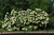  Hydrangea paniculata Limelight 169332 