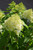  Hydrangea paniculata Limelight 169332 