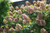 Hydrangea quercifolia Snow Queen 169341