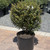 Ilex crenata Compacta 169363