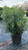 Ilex glabra Shamrock 169396