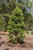  Ilex opaca Green Leaf 169401 