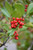  Ilex opaca Green Leaf 169401 