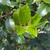  Ilex meserveae Blue Maid 169422 