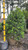 Ilex Nellie R. Stevens 169442