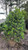  Ilex Nellie R. Stevens 169442 