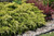 Juniperus chinensis Gold Lace 169460