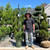 Juniperus chinensis Mint Julep 169480