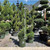 Juniperus chinensis Mint Julep 169480