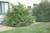 Juniperous Juniperus chinensis Mint Julep 169480 