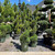 Juniperous Juniperus chinensis Mint Julep 169480 