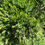 Juniperous Juniperus chinensis Mint Julep 169480 