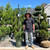 Juniperous Juniperus chinensis Mint Julep 169480 