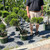 Juniperous Juniperus chinensis Mint Julep 169485 