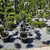 Juniperous Juniperus chinensis Mint Julep 169485 