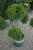 Juniperous Juniperus chinensis Mint Julep 169485 