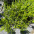 Juniperous Juniperus chinensis Mint Julep 169485 