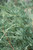 Juniperous Juniperus scopulorum Moonglow 169552 