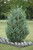 Juniperous Juniperus scopulorum Moonglow 169552 