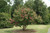 Lagerstoemia Lagerstroemia indica Tonto 169593 
