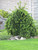 Picea abies Pendula 169683