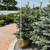 Picea pungens Fat Albert 169735