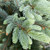  Picea pungens Fat Albert 169735 