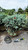  Picea pungens Glauca Globosa 169741 