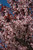 Prunus cerasifera Thundercloud 169867