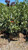 Prunus laurocerasus Otto Luyken 169876