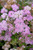 Spiraea japonica Little Princess 170089
