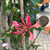 Honeysuckle Lonicera Gold Flame 170100 